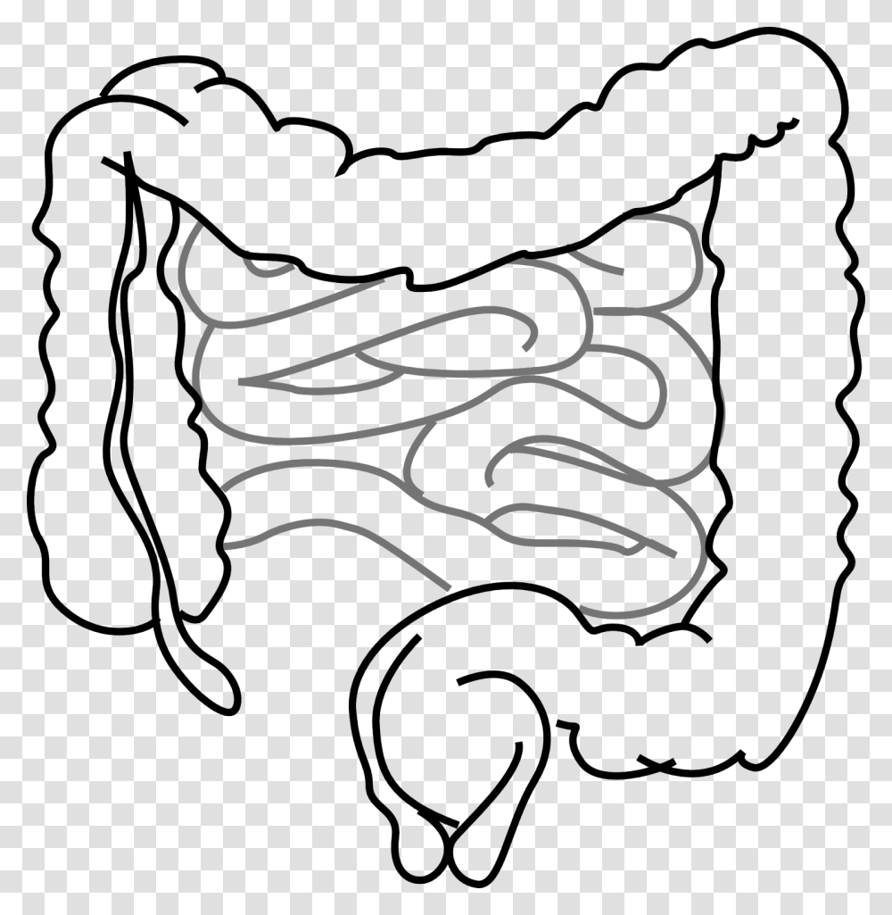 Intestines 1280 Small Intestine Clipart, Pillow, Cushion, Drawing Transparent Png