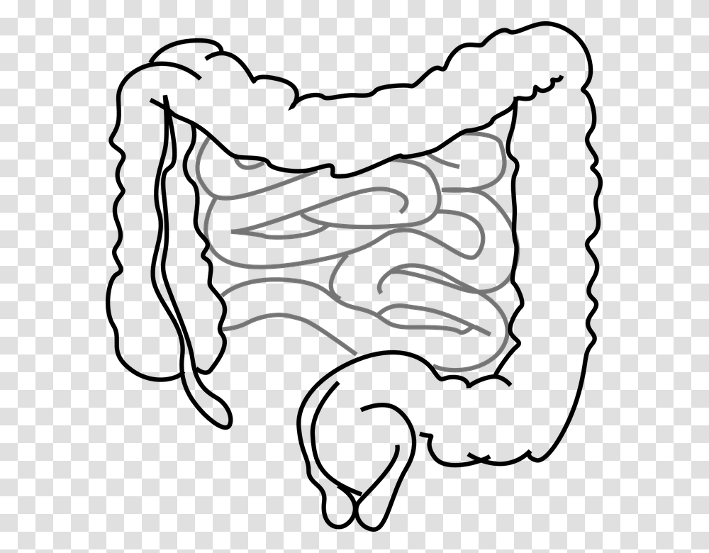 Intestines Bowel Guts Intestinal Gastrointestinal Intestines Clipart, Handwriting, Calligraphy, Signature Transparent Png