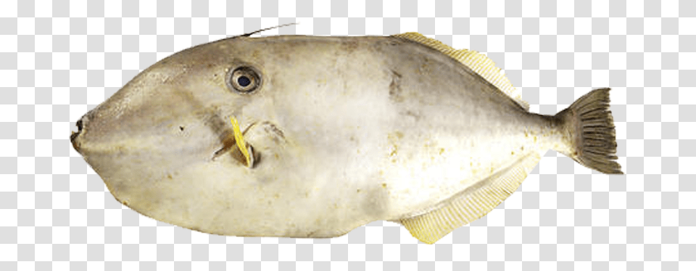 Inti Luhur Fuja Abadi Leather Jacket Fish, Animal, Shark, Sea Life, Halibut Transparent Png
