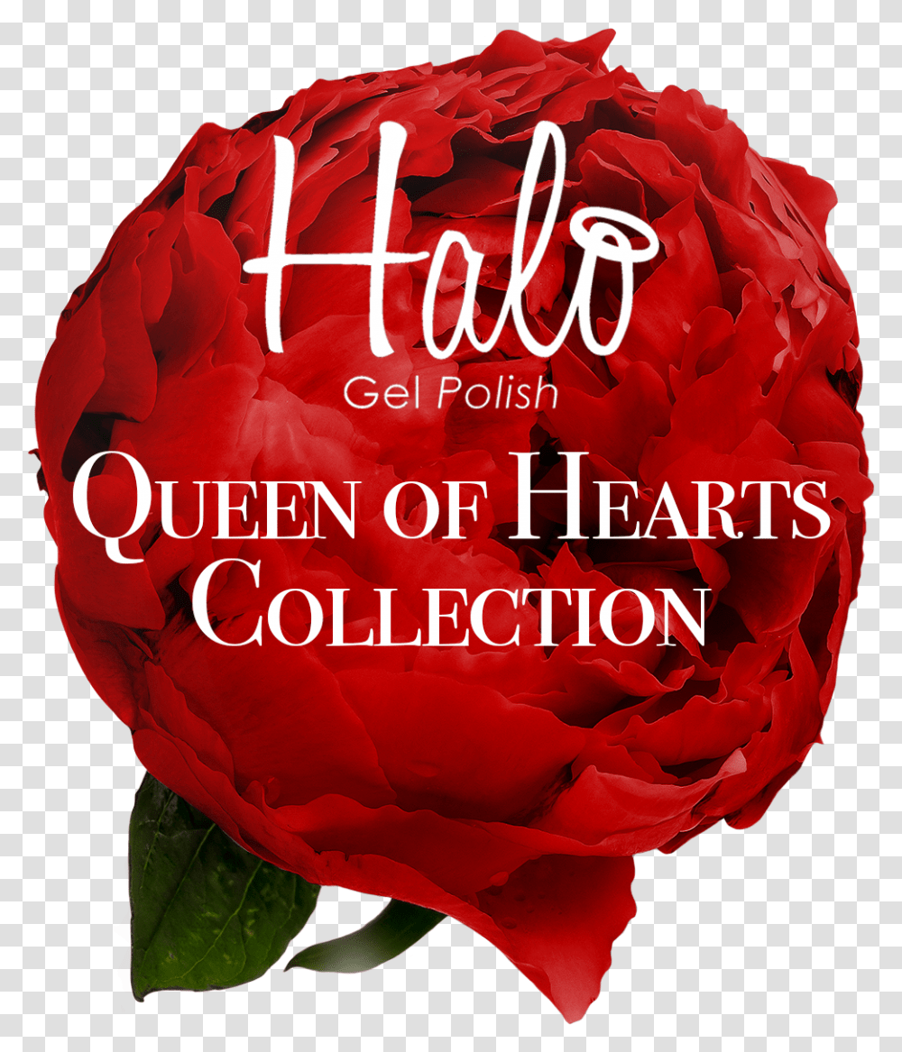 Introducing The Halo Gel Polish Queen Of Hearts Collection Greece, Rose, Flower, Plant, Blossom Transparent Png