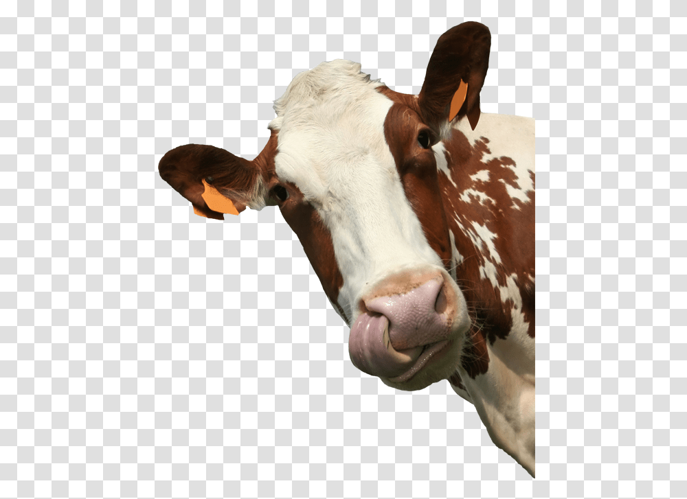 Introduction To Animal Science Global Biological Social, Cow, Cattle, Mammal, Dairy Cow Transparent Png