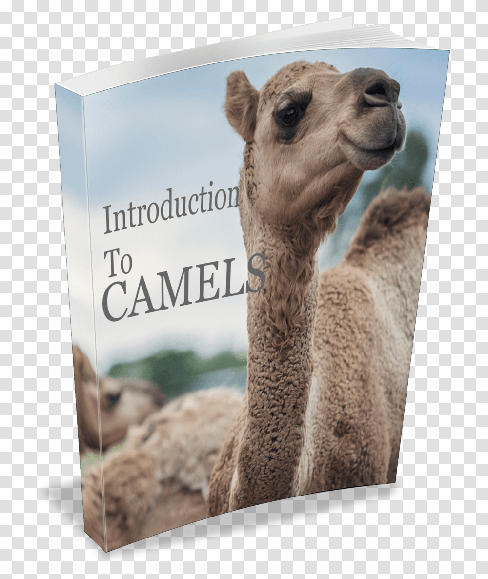 Introduction To Camels Book Arabian Camel, Mammal, Animal, Bear, Wildlife Transparent Png