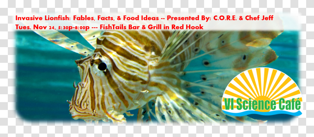 Invasive Lionfish Facts Fables And Food Ideas Lionfish, Animal, Sea Life, Angelfish, Amphiprion Transparent Png
