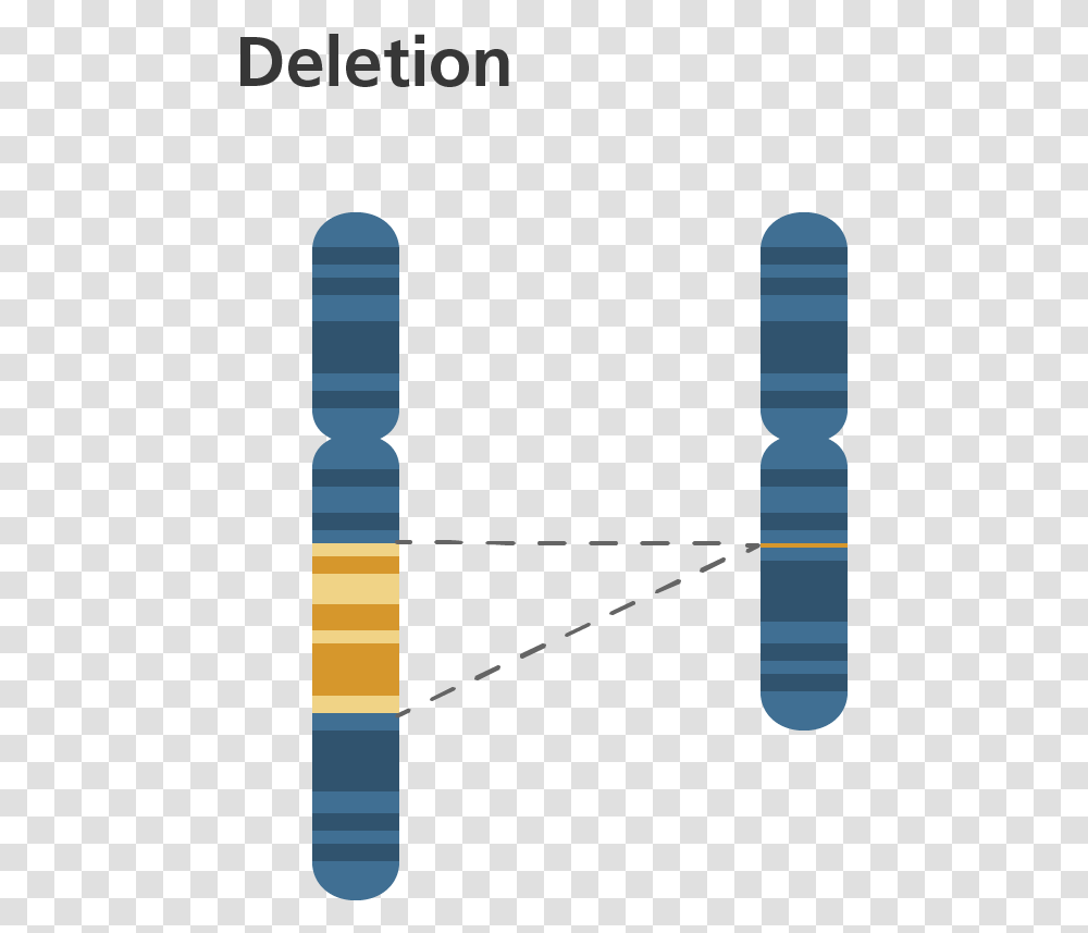 Inversion On A Chromosome, Label, Outdoors, Number Transparent Png