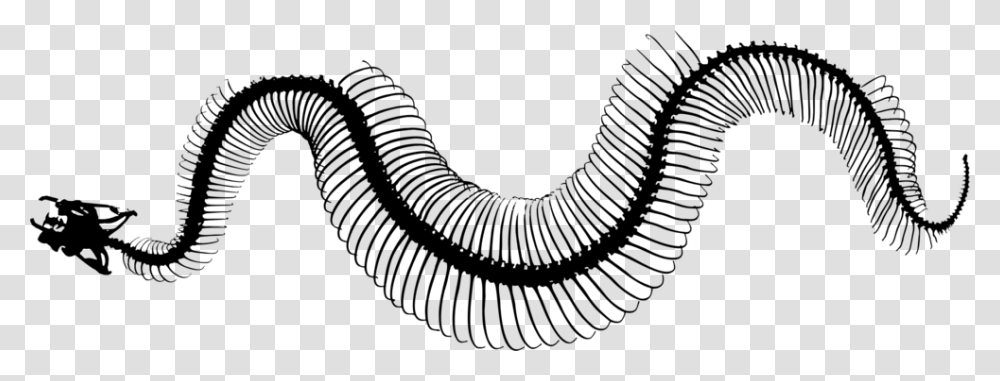 Invertebrate Snakes Line Art Silhouette Snake Skeleton Snakes Skeleton Black And White, Gray Transparent Png