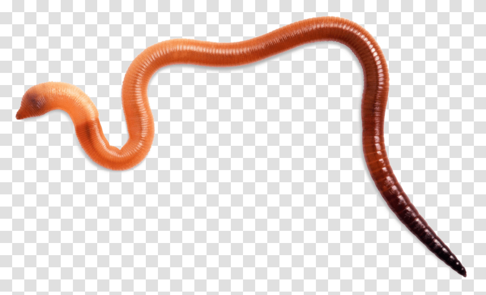 Invertebrate, Worm, Animal, Axe, Tool Transparent Png