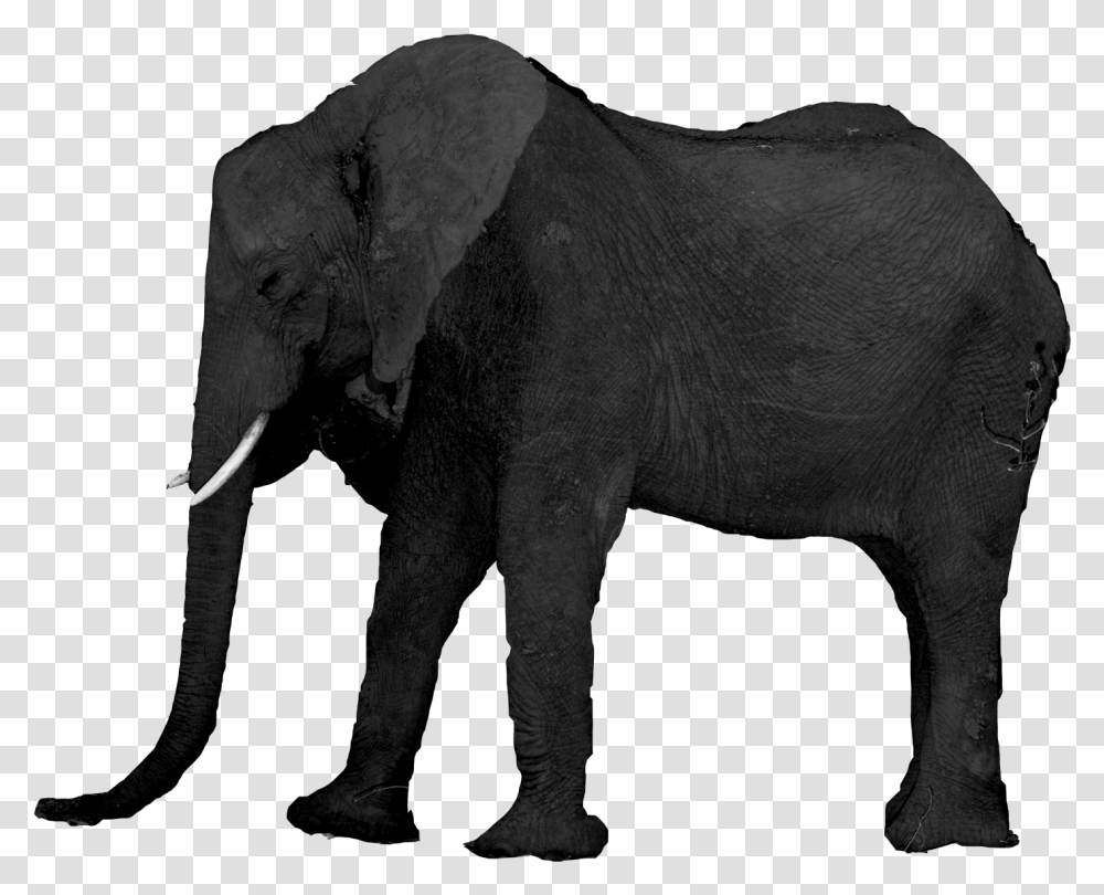 Iofmoon, Elephant, Wildlife, Mammal, Animal Transparent Png