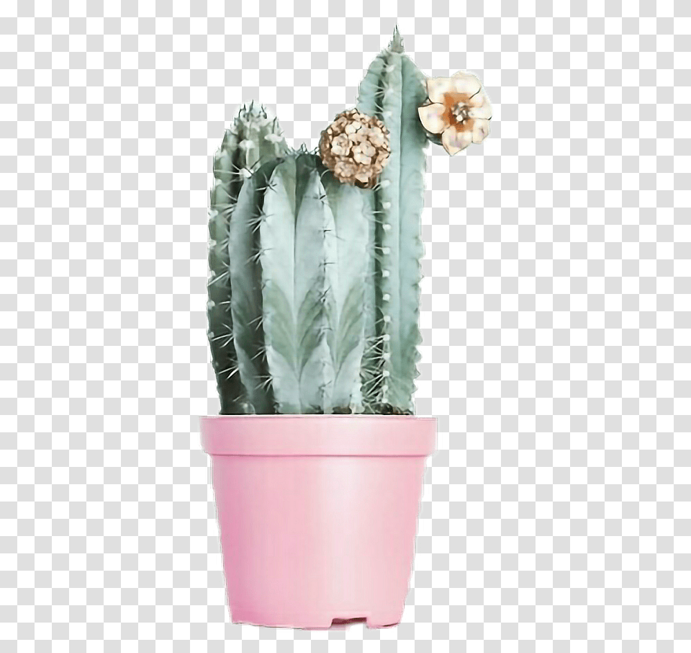 Iok Picsart Tumblr Ayigomez Cactusinstagram Cactus In Pot, Plant Transparent Png