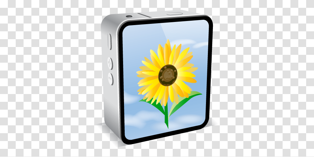Iphone 4 Black Sunflower Icon Icon, Plant, Honey Bee, Animal, Daisy Transparent Png