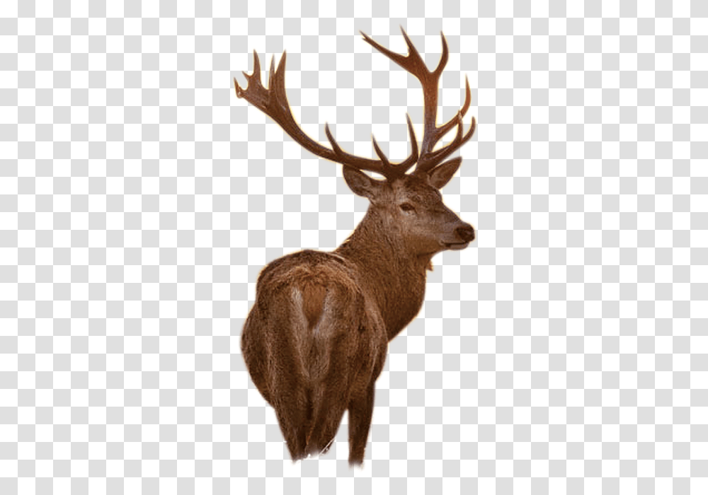 Iphone 7 Wallpaper Buck, Elk, Deer, Wildlife, Mammal Transparent Png