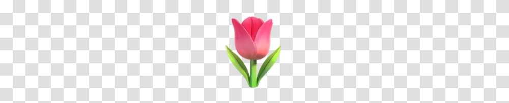 Iphone Emoji Flowers Tulip, Plant, Blossom, Petal, Rose Transparent Png