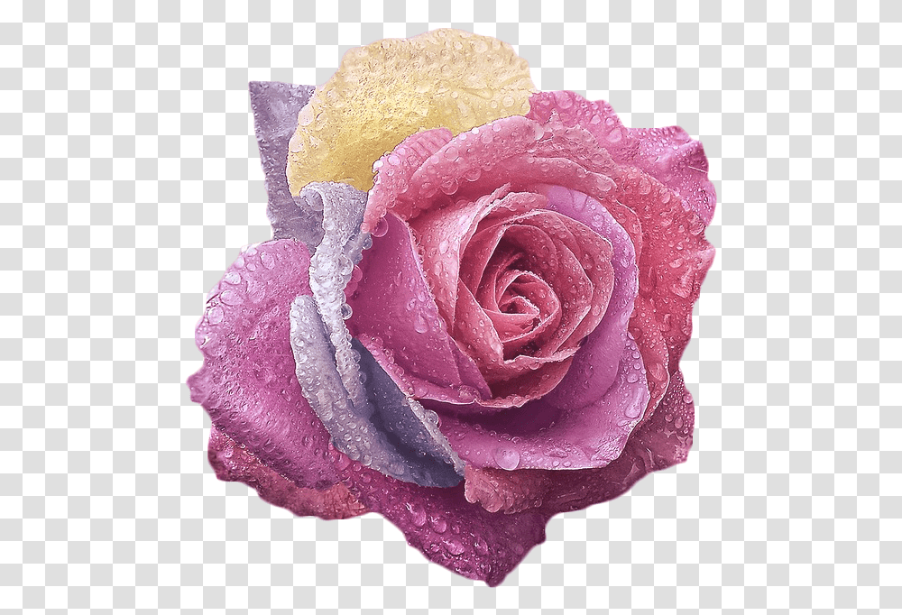 Iphone Flower Wallpaper 4k, Rose, Plant, Blossom, Petal Transparent Png