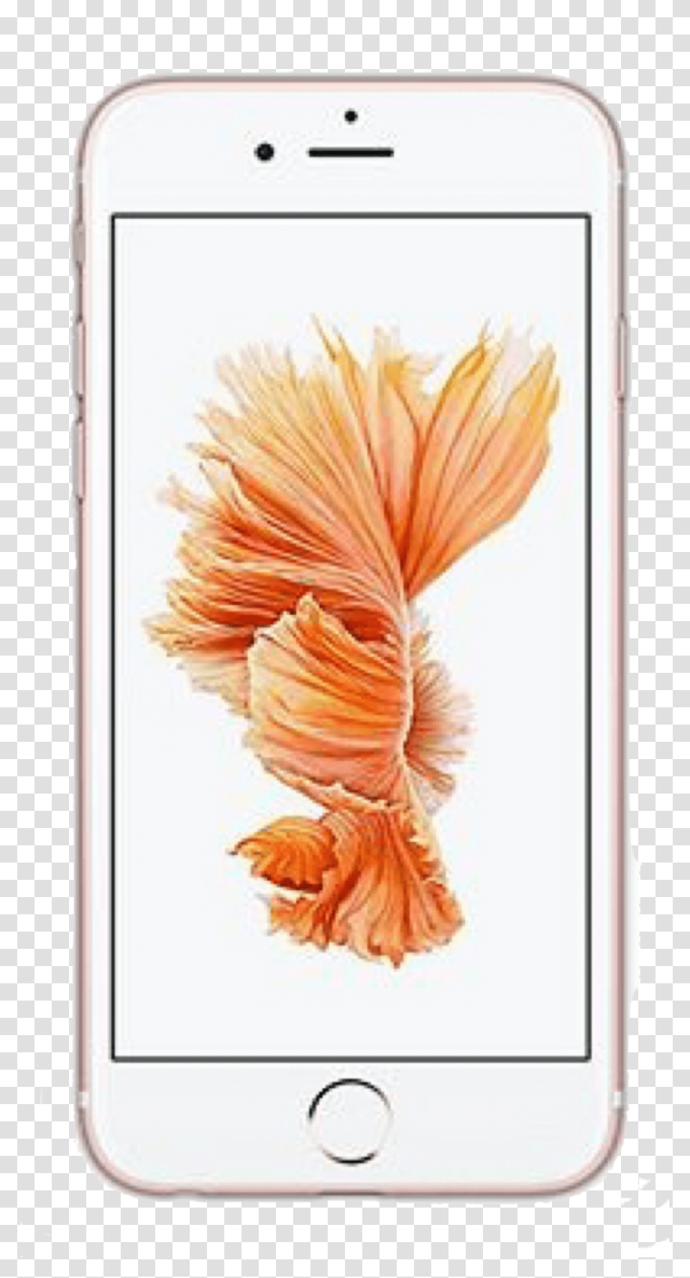 Iphone Iphone6 Iphone7 Apple Phone Trendy Basic Rose Gold Iphone 6 Plus, Electronics, Mobile Phone, Cell Phone Transparent Png