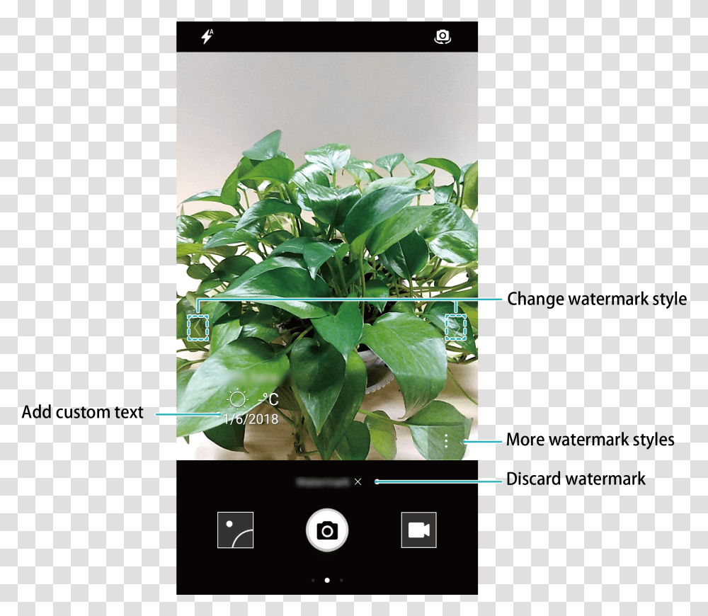 Iphone, Plant, Leaf, Electronics, Tree Transparent Png