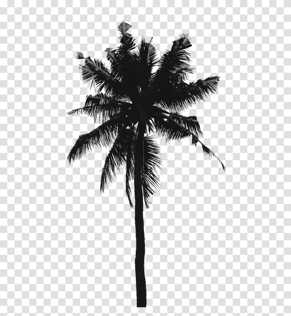 Iphone Wallpaper Hd Palm Tree, Silhouette, Plant, Nature, Outdoors Transparent Png