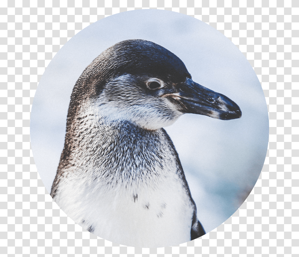 Iphone Xs Max Wallpaper Penguins, Bird, Animal, Beak, King Penguin Transparent Png
