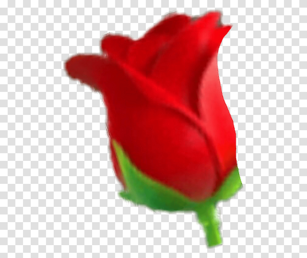 Iphoneemoji Rose, Petal, Flower, Plant, Blossom Transparent Png