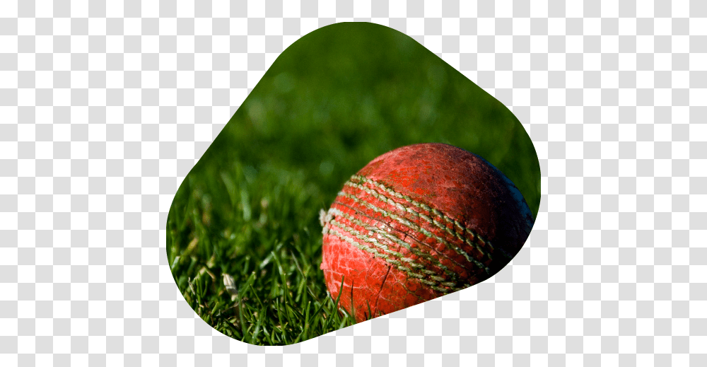 Ipl 2020 New One Who Does Not Love The Nature Cannot Love Anything In Life, Grass, Plant, Ball, Sport Transparent Png
