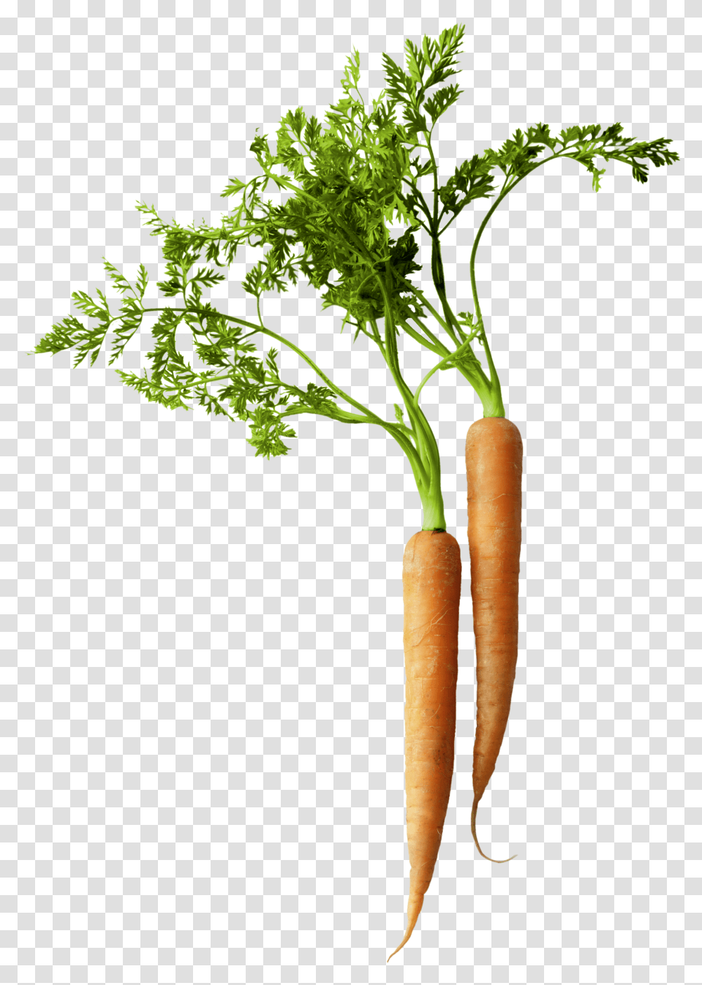 Iq Carrot, Plant, Vegetable, Food, Root Transparent Png