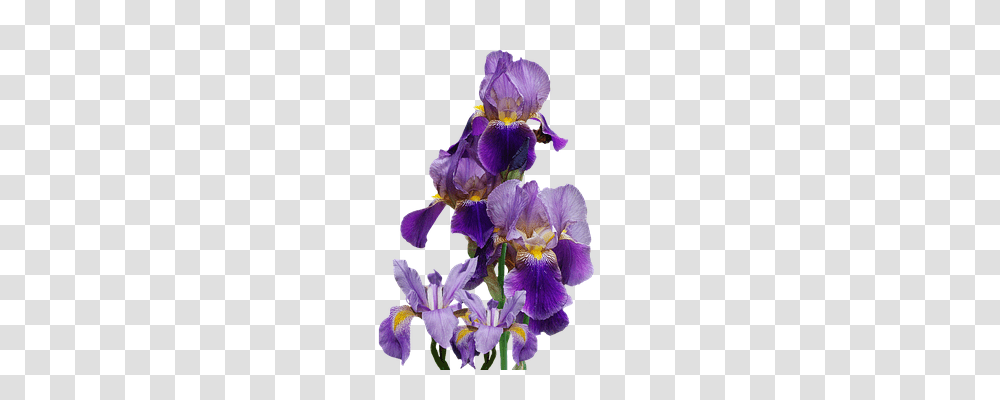 Iris Nature, Flower, Plant, Blossom Transparent Png
