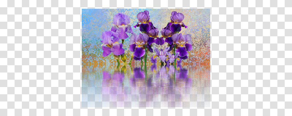 Iris Nature, Plant, Flower, Blossom Transparent Png
