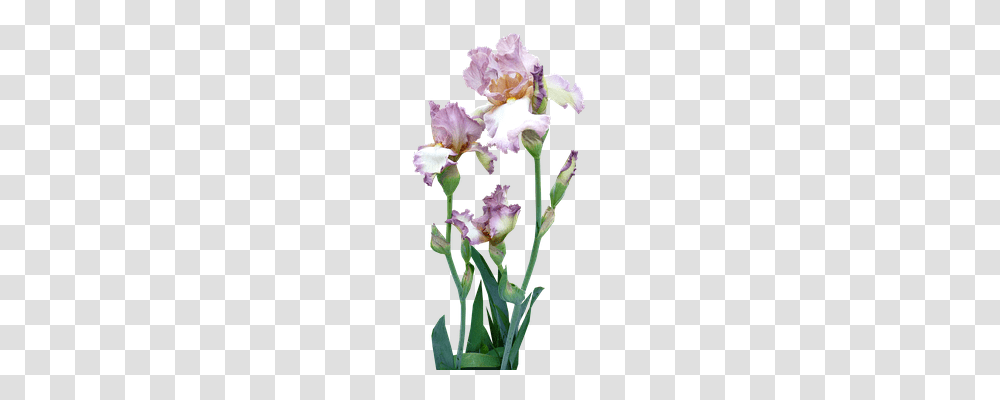 Iris Nature, Plant, Flower, Blossom Transparent Png