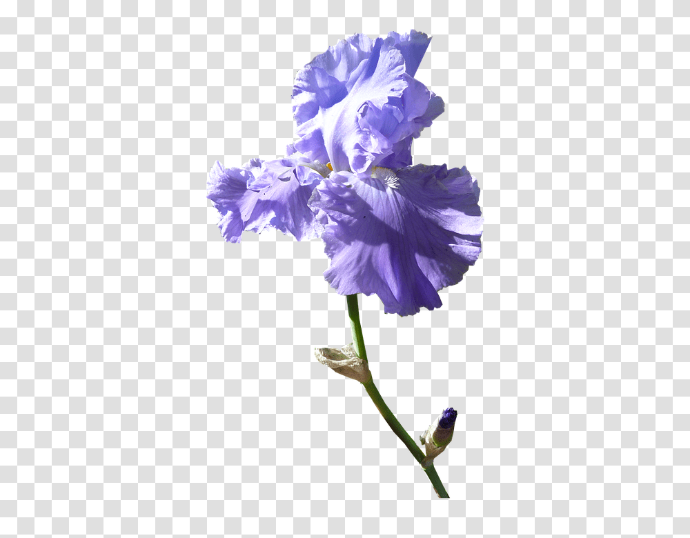 Iris 960, Flower, Plant, Blossom, Geranium Transparent Png