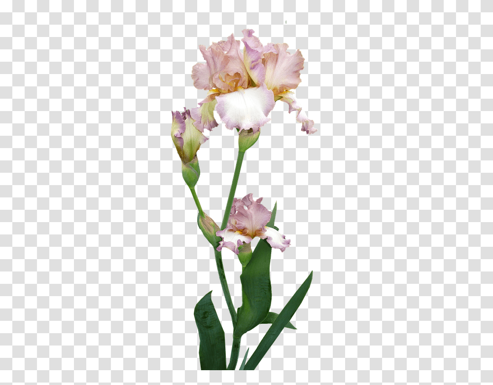 Iris 960, Flower, Plant, Blossom, Amaryllidaceae Transparent Png