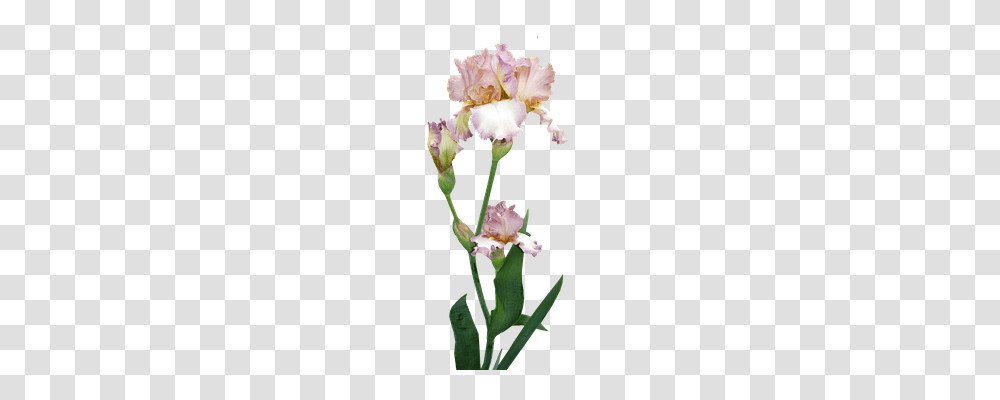 Iris Nature, Plant, Flower, Blossom Transparent Png