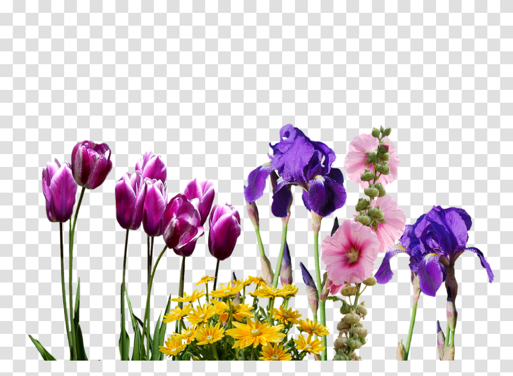 Iris 960, Flower, Plant, Blossom, Flower Arrangement Transparent Png