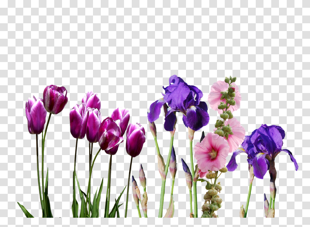 Iris Nature, Plant, Flower, Blossom Transparent Png