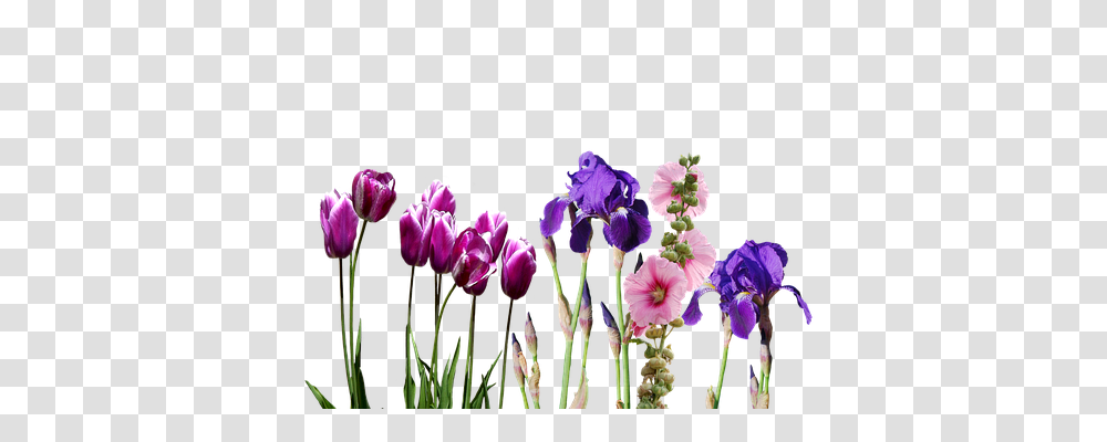 Iris Nature, Plant, Flower, Blossom Transparent Png