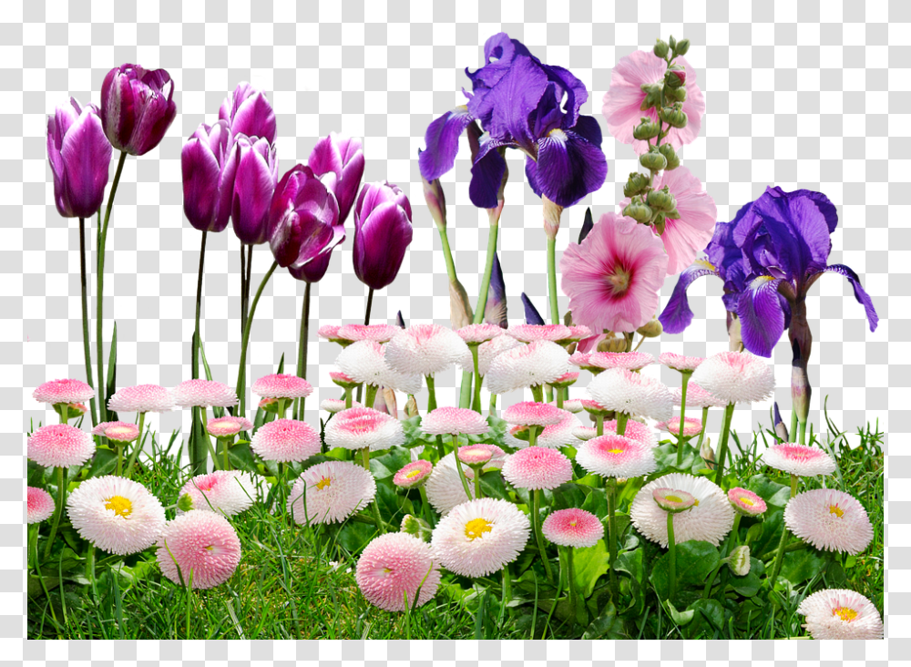 Iris 960, Flower, Plant, Blossom, Flower Arrangement Transparent Png