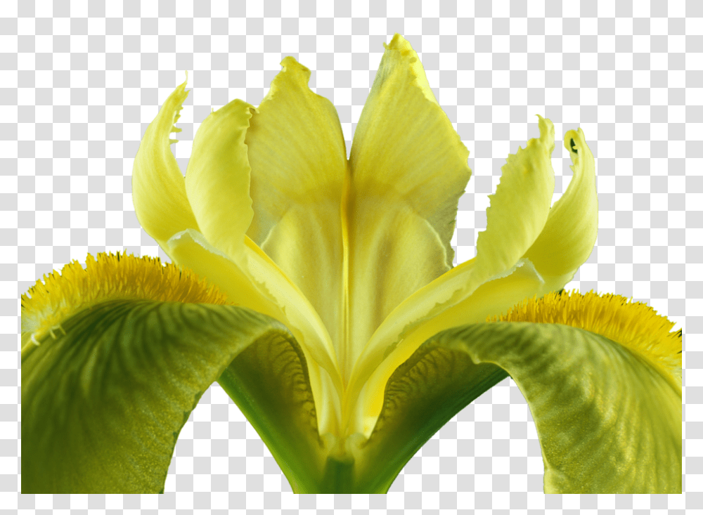 Iris 960, Flower, Plant, Blossom, Petal Transparent Png