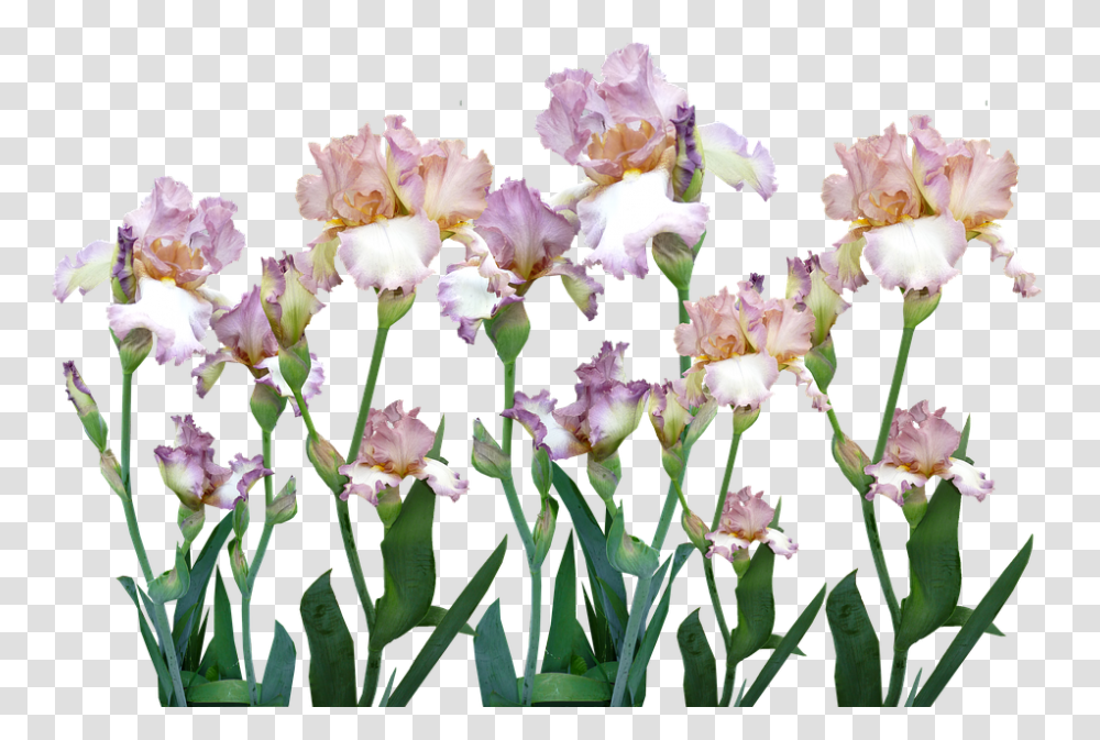 Iris 960, Flower, Plant, Blossom, Petal Transparent Png