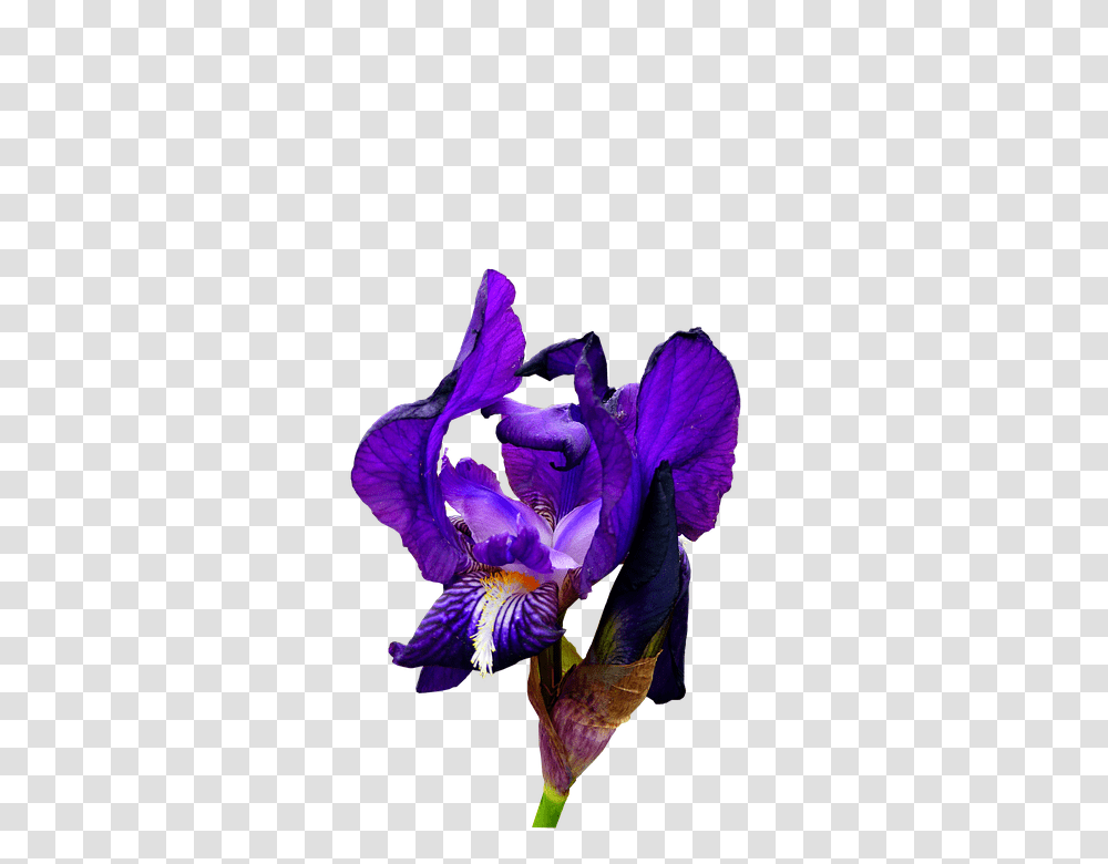 Iris 960, Flower, Plant, Blossom, Petal Transparent Png