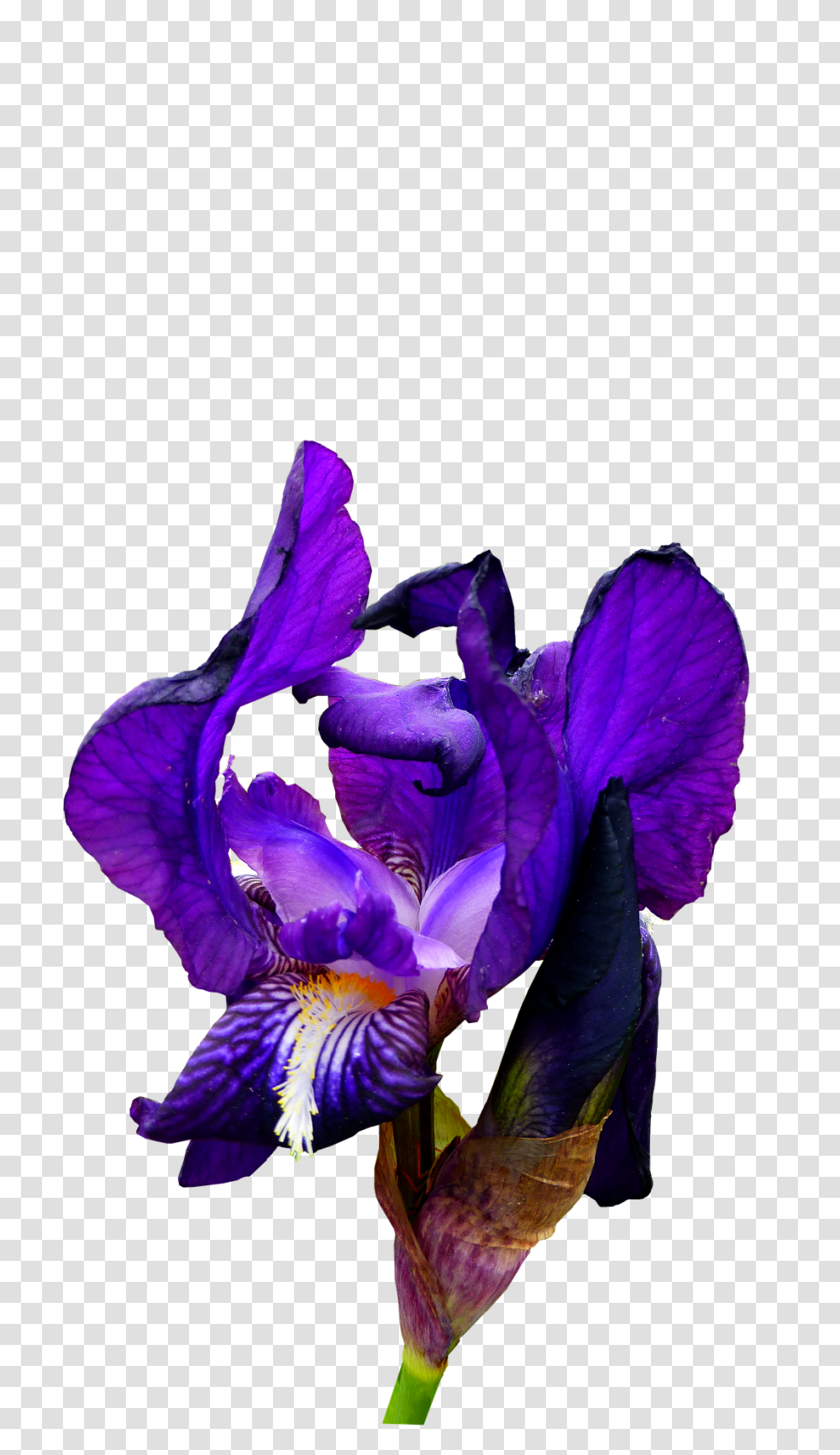 Iris Nature, Flower, Plant, Blossom Transparent Png