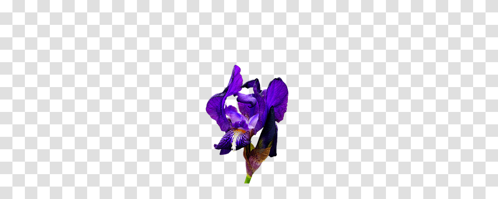 Iris Nature, Flower, Plant, Blossom Transparent Png