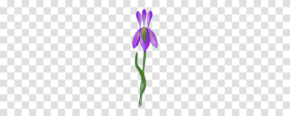 Iris Nature, Plant, Flower, Purple Transparent Png