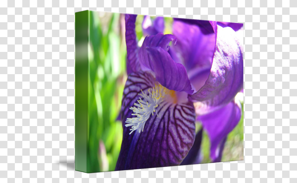 Iris Bearded Iris Flowers, Plant, Blossom, Purple, Petal Transparent Png