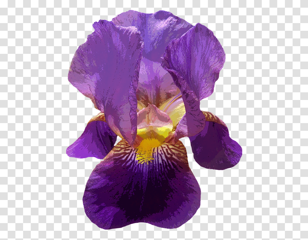 Iris Blossom Bloom Purple Garden Dark Free Iris Flower On Background, Plant, Petal, Geranium, Anther Transparent Png