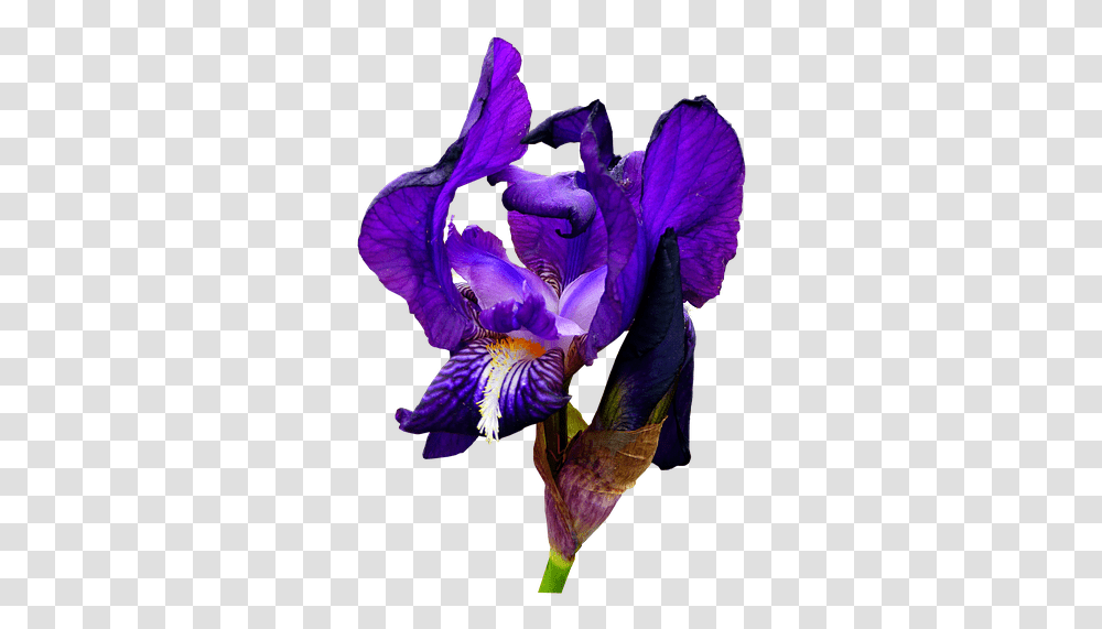 Iris Blue Flower Free Photo On Pixabay, Plant, Blossom, Purple, Petal Transparent Png