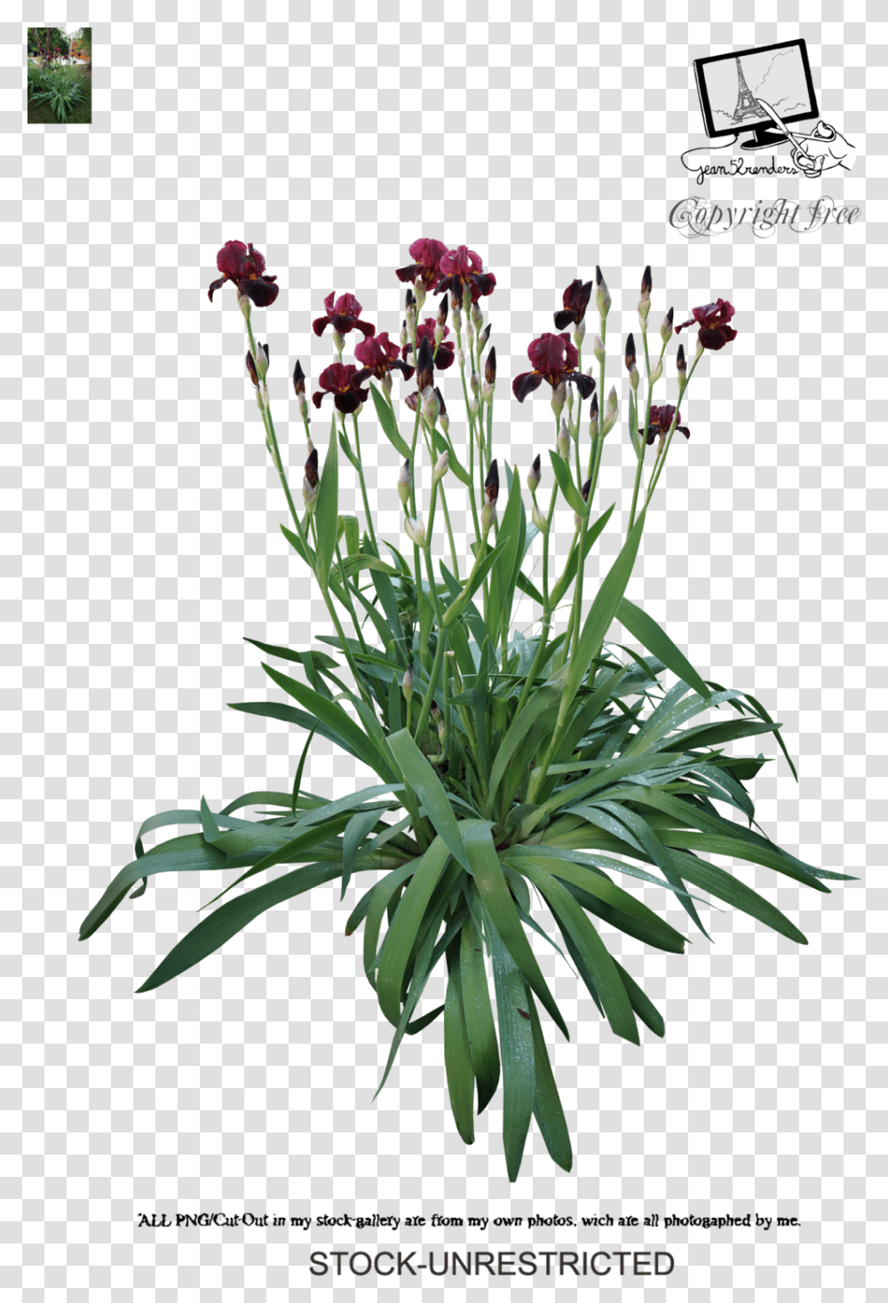 Iris By Jean52 Iris Psd, Plant, Flower, Blossom, Flower Arrangement Transparent Png