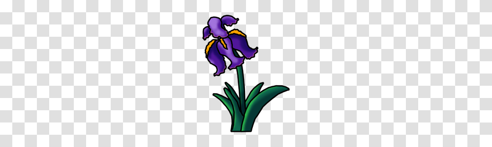 Iris Clip Art, Plant, Flower, Blossom, Orchid Transparent Png