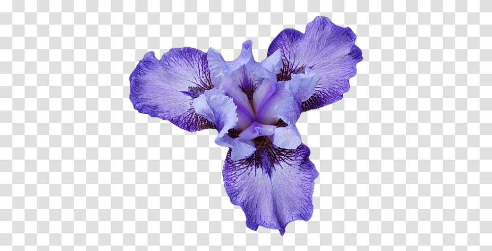 Iris Close Up Iris Flower, Plant, Blossom, Petal, Anther Transparent Png