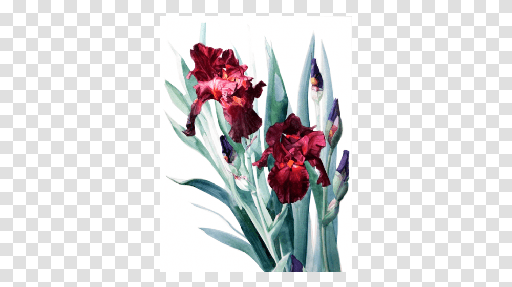 Iris Donatello The Artwork Factory Red Iris Painting, Plant, Flower, Blossom, Petal Transparent Png