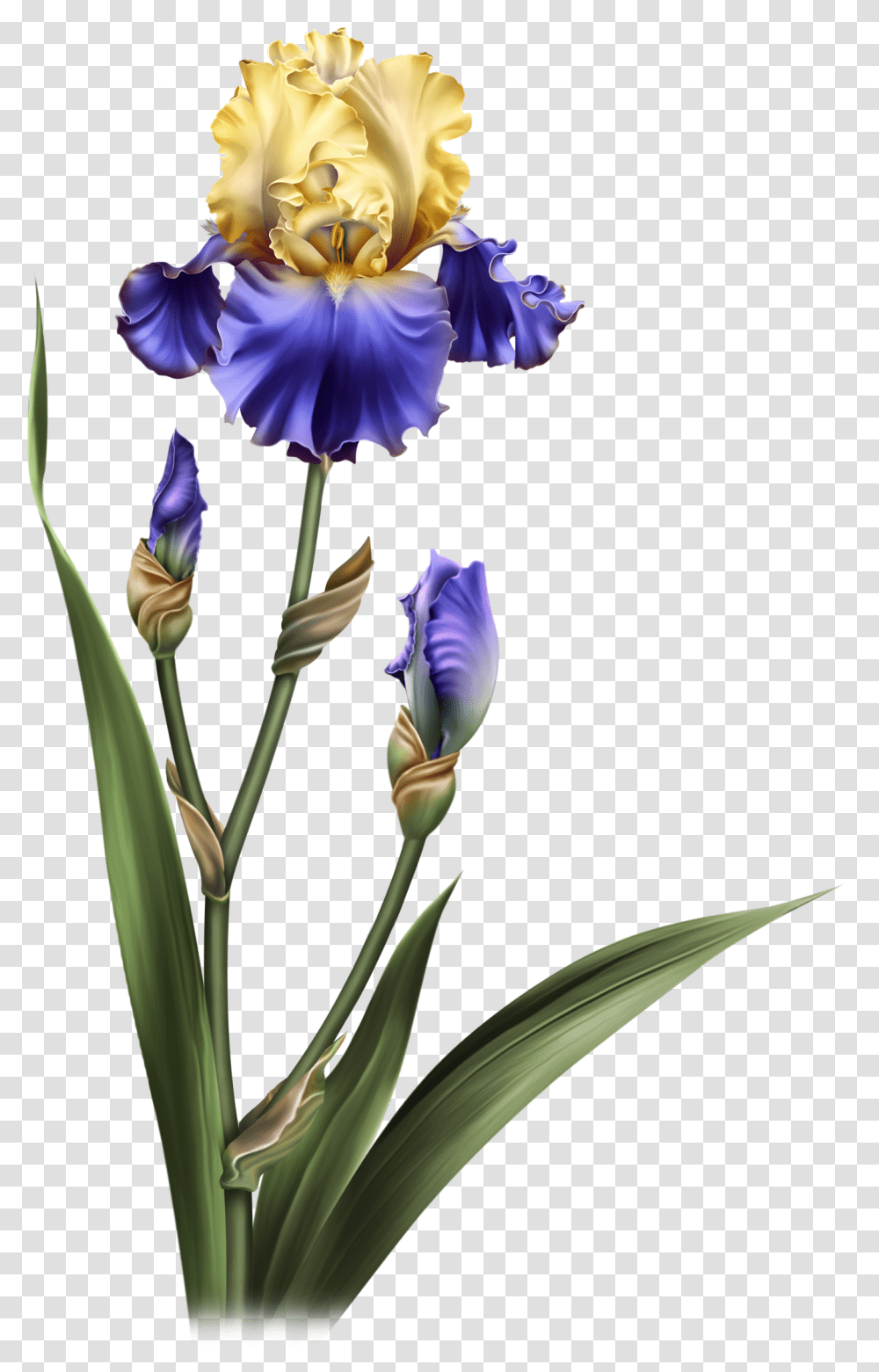Iris Dreams Flower Pots Potted Flowers, Plant, Blossom Transparent Png