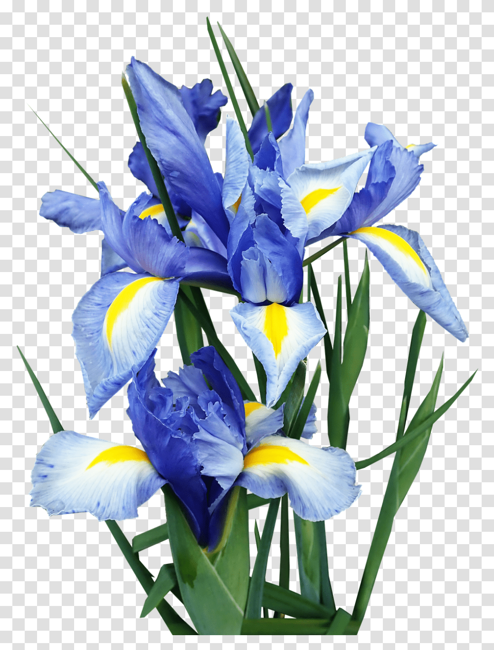 Iris Dutch Blue Flowers Bulbs Cut Out Isolated Algerian Iris, Plant, Blossom, Petal, Anther Transparent Png