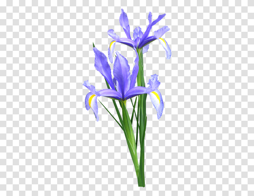 Iris Dutch Flowers Blue Iris Flower, Plant, Blossom, Petal, Anther Transparent Png