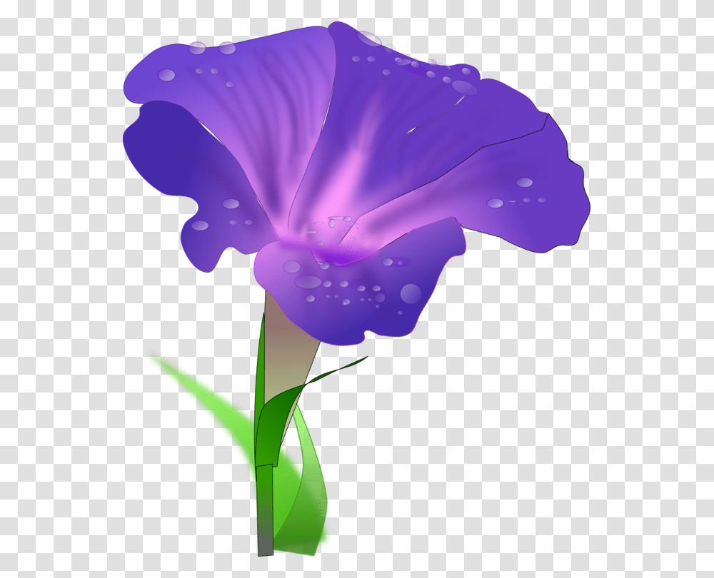 Iris Familyplantflower Morning Glory Flower Clipart, Geranium, Blossom, Petal, Crocus Transparent Png